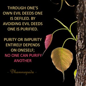 buddhist-quotes-self-purification